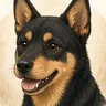 Spike the kelpie pup